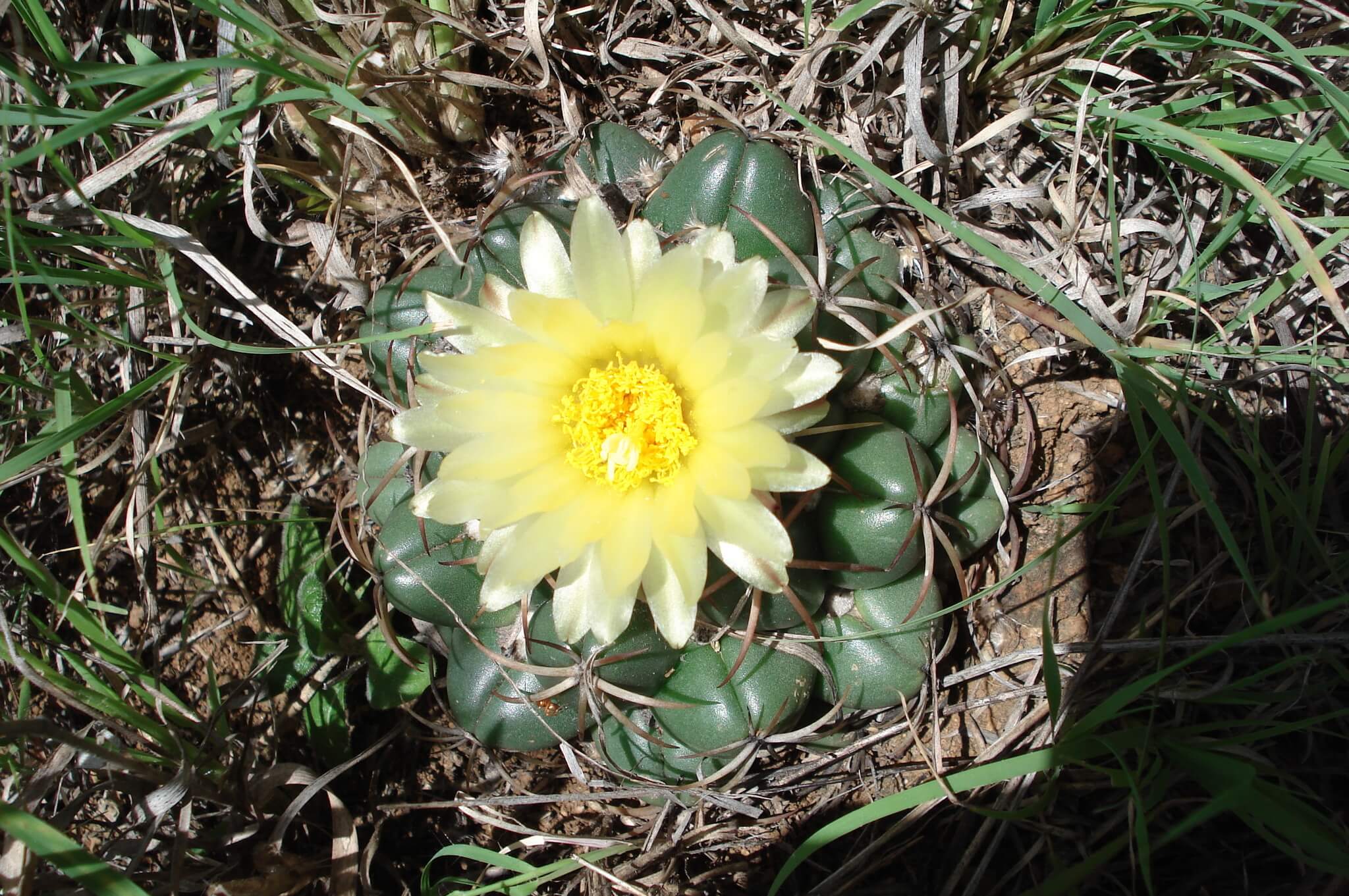 Coryphantha elephantidens